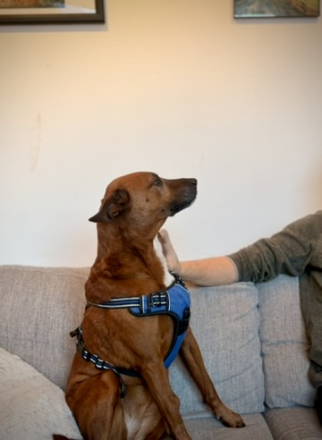 Julian's dog Sailor Moon
