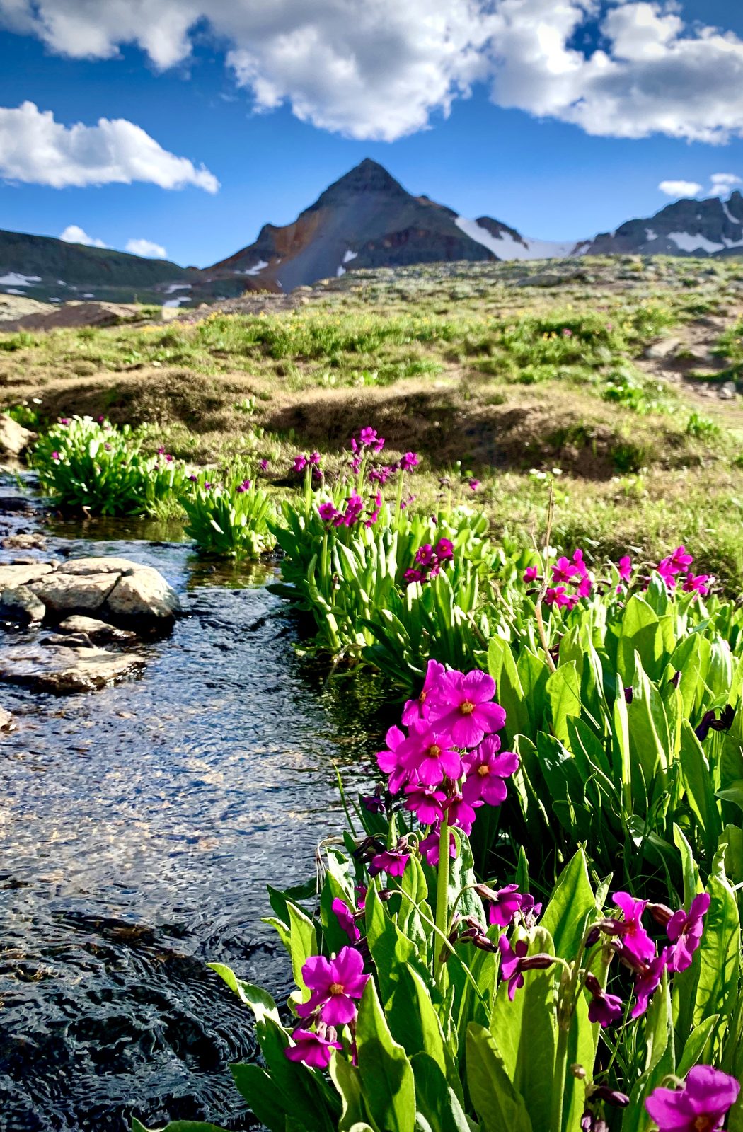 Pink wildflowers in the Colorado high country
