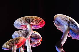 Psilocybin mushrooms — illustrative image